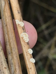Resinomycena