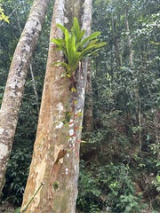 Vriesea scalaris