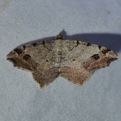 Macaria aequiferaria