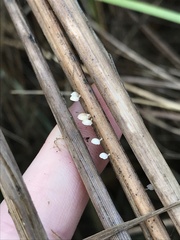 Resinomycena
