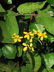 Senecio angulatus image