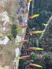 Vriesea scalaris