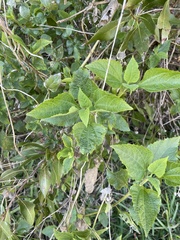 Verbesina virginica