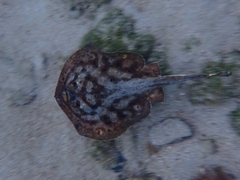 Urobatis maculatus