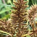 Redroot Flatsedge - Photo (c) Samuel Brinker, some rights reserved (CC BY-NC), uploaded by Samuel Brinker