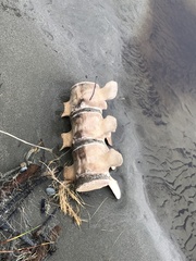 Megaptera novaeangliae