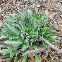 Dudleya lanceolata