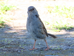 Prunella modularis occidentalis