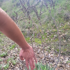 Dudleya lanceolata
