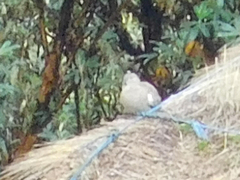 Metriopelia melanoptera