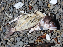 Latridopsis ciliaris