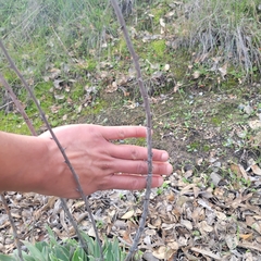 Dudleya lanceolata