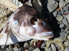 Latridopsis ciliaris