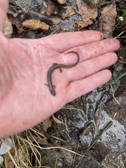 Plethodontidae