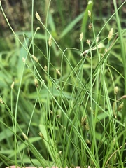 Eleocharis intermedia