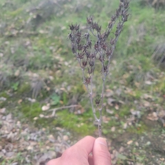 Dudleya lanceolata