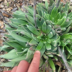 Dudleya lanceolata