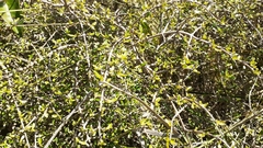 Coprosma decurva