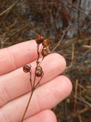 Lysimachia vulgaris