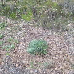 Dudleya lanceolata