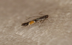Cosmopterix