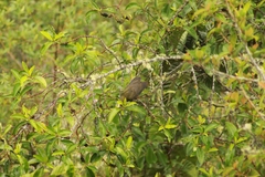 Psarocolius atrovirens