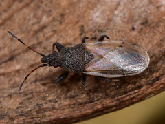 Oxycarenus