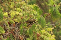 Psarocolius atrovirens