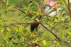 Psarocolius atrovirens