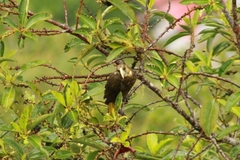 Psarocolius atrovirens