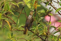 Psarocolius atrovirens