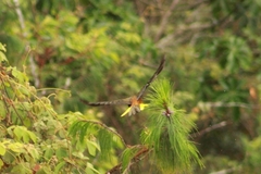 Psarocolius atrovirens