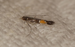 Cosmopterix