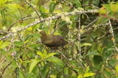 Psarocolius atrovirens