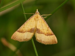 Anachloris subochraria