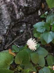 Ageratina