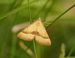 Anachloris subochraria