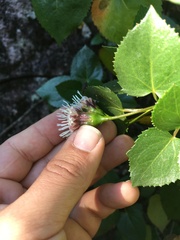 Ageratina