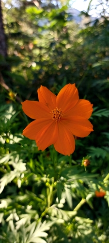 Cosmos sulphureus