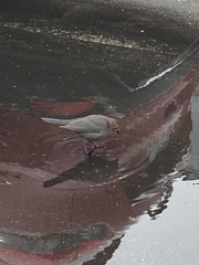 Euphagus cyanocephalus