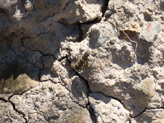 Neocicindela latecincta