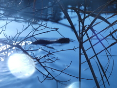 Myocastor coypus