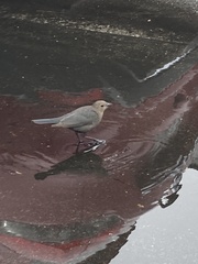 Euphagus cyanocephalus