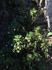 Ageratina