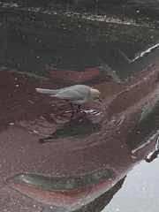 Euphagus cyanocephalus