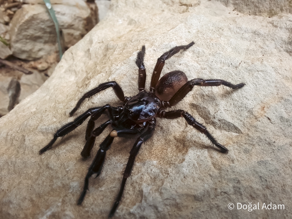 Cyrtocarenum cunicularium