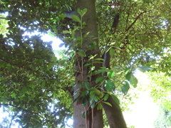 Corynocarpus laevigatus
