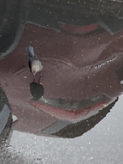 Euphagus cyanocephalus