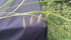 Carex paleacea