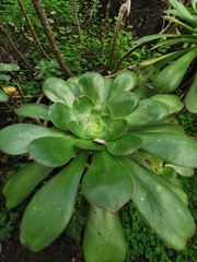 Aeonium undulatum image